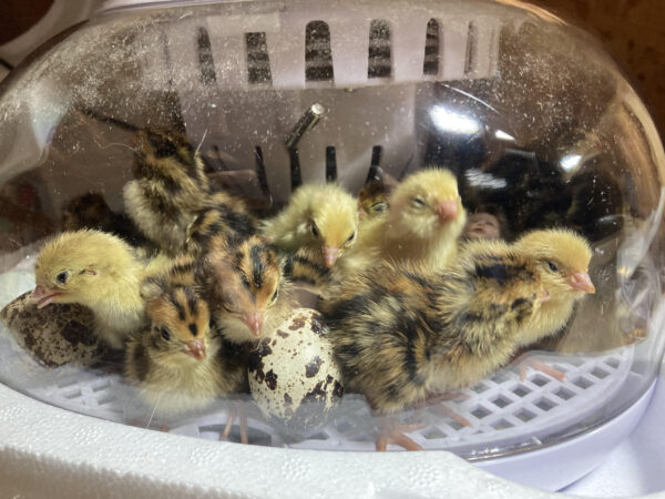 Quail Hatching Experience